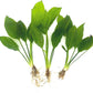 3 Aquatic Plants Bundle | Live Plants for Freshwater Aquariums (3 X Amazon Sword Plants)