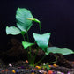 Anubias Barteri - Low Light and Easy Aquatic Plant