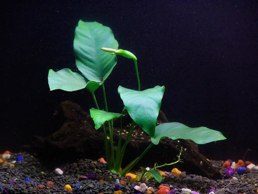 Anubias Barteri - Low Light and Easy Aquatic Plant