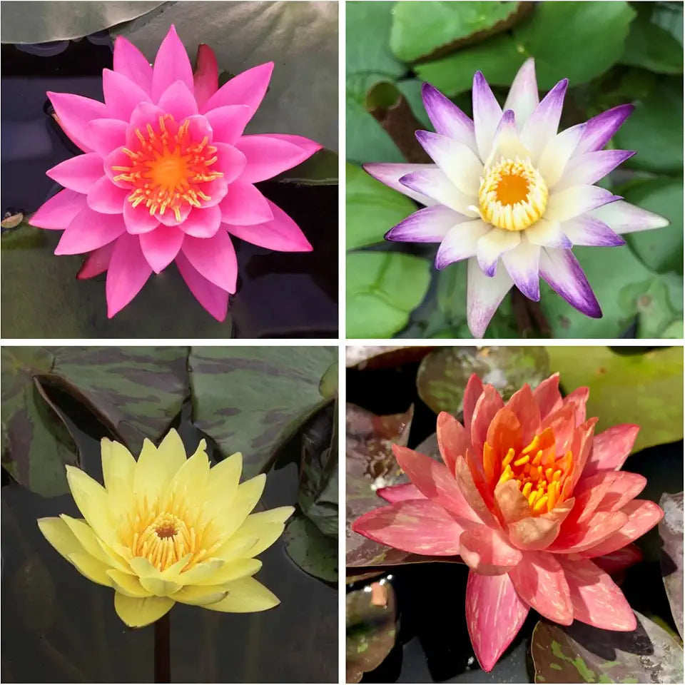 Water Lily Bundle (Top 4 IWGS Award) - 4 Pre-Grown Hardy Lilies Rhizomes in Purple White, Pink, Yellow, Orange