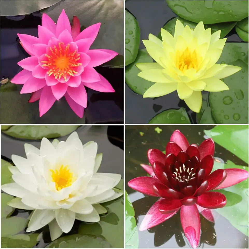 Water Lily Bundle (Top 4 IWGS Award) - 4 Pre-Grown Hardy Lilies Rhizomes in White, Red, Yellow, Orange