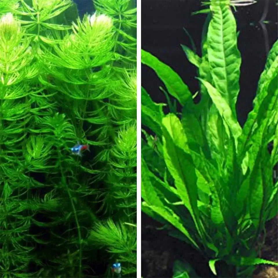 Microsorum Java Fern and Hornwort | Easy Low Light Aquarium Plants