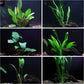Cichlid Live Aquarium Plants Bundle
