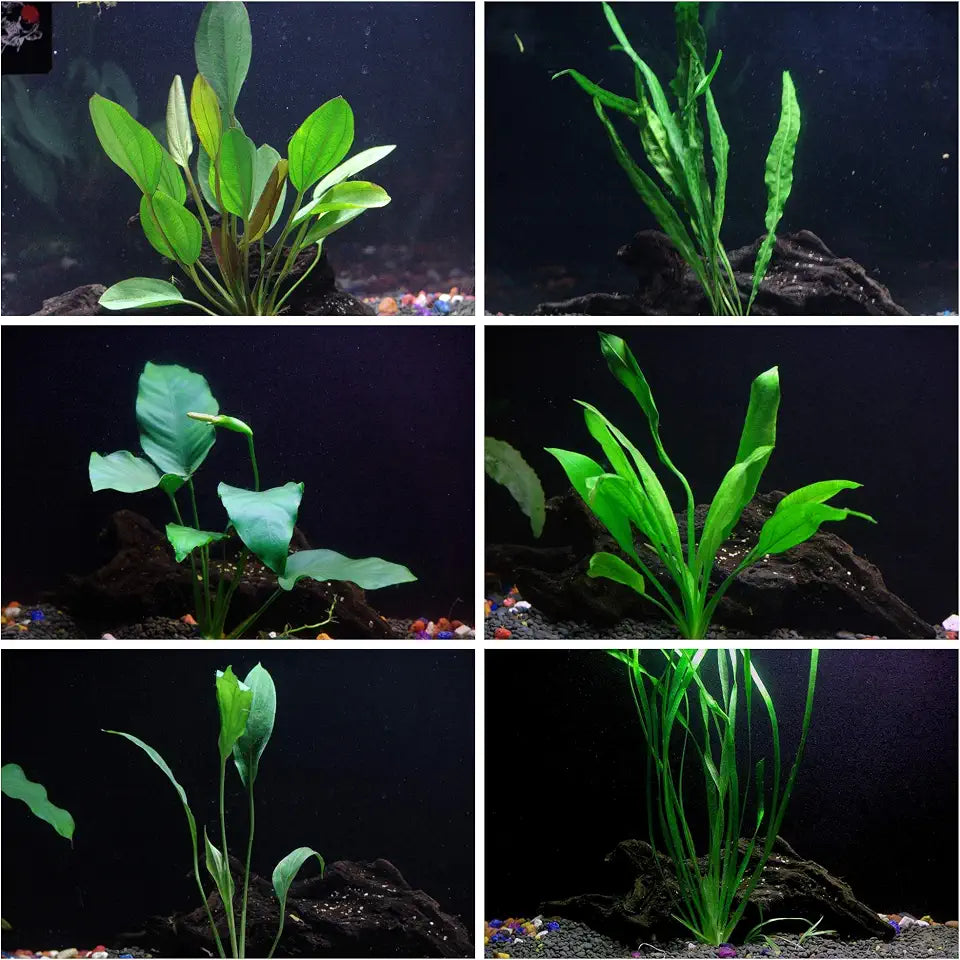 Cichlid Live Aquarium Plants Bundle