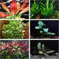 California Bundle - 25+ Stems / 6 Species Live Aquarium Plants Package