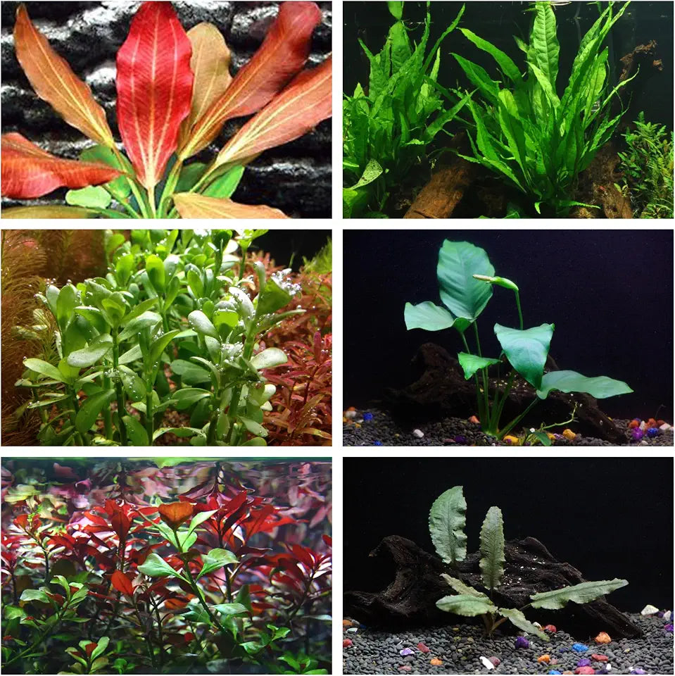 California Bundle - 25+ Stems / 6 Species Live Aquarium Plants Package