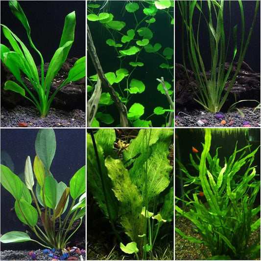 Discus-Warm Water Aquarium Plant Bundle