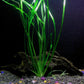 1 Vallisneria Italian Bunch - Beginner Tropical Live Aquarium Plant