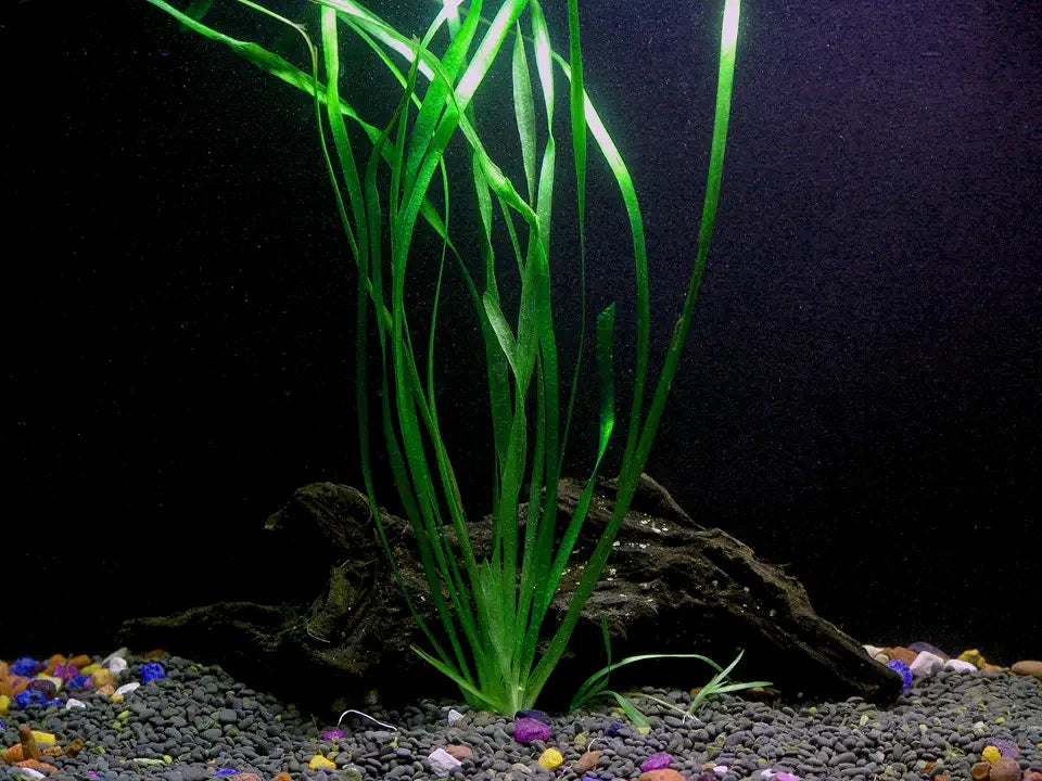 1 Vallisneria Italian Bunch - Beginner Tropical Live Aquarium Plant