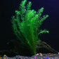 1 Imported Anacharis Bunch - 4-5 Stems per Bunch| Egeria Densa - Beginner Tropical Live Aquarium Plant