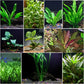 Florida 10 Species Live Aquarium Plants Bundle