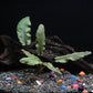 Cryptocoryne Wendtii Bronze - Beginner Tropical Live Aquarium Plant