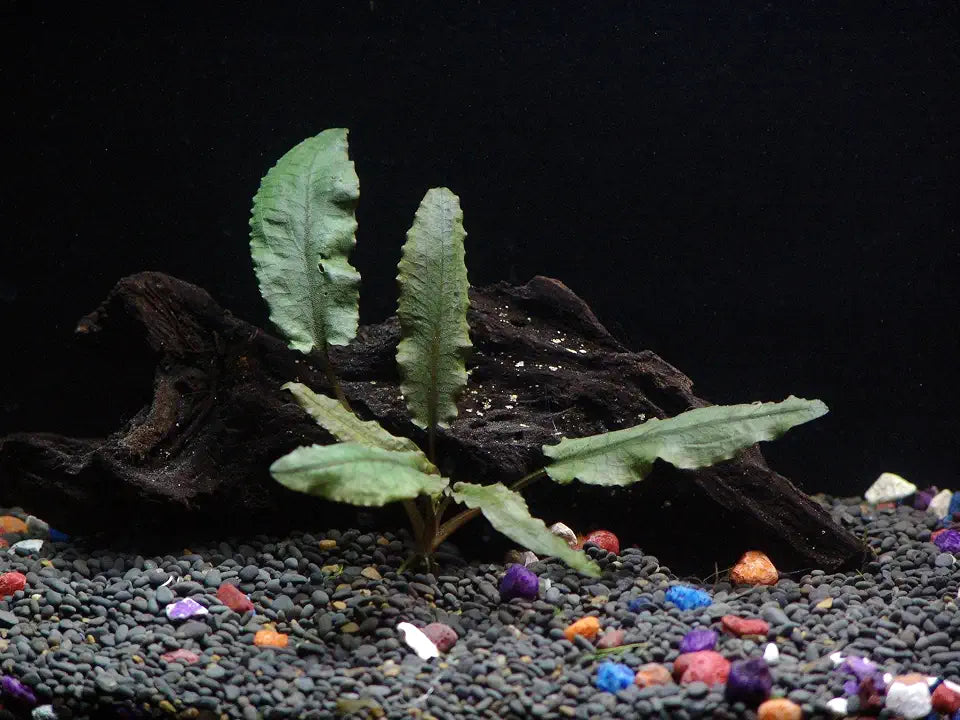 Cryptocoryne Wendtii Bronze - Beginner Tropical Live Aquarium Plant
