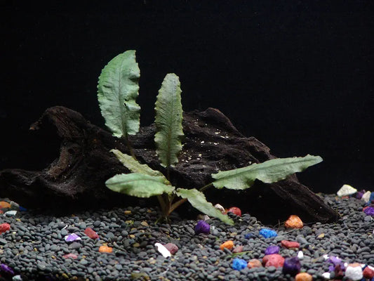 Cryptocoryne Wendtii Bronze - Beginner Tropical Live Aquarium Plant
