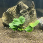 Anubias Coin Leaf - Easy Tropical Low Light Live Aquarium Plant