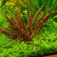 Potted Cryptocoryne Wendtii Red - Live Aquarium Live Plant