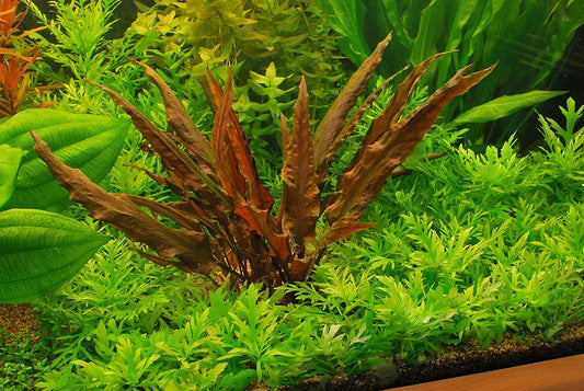 Potted Cryptocoryne Wendtii Red - Live Aquarium Live Plant