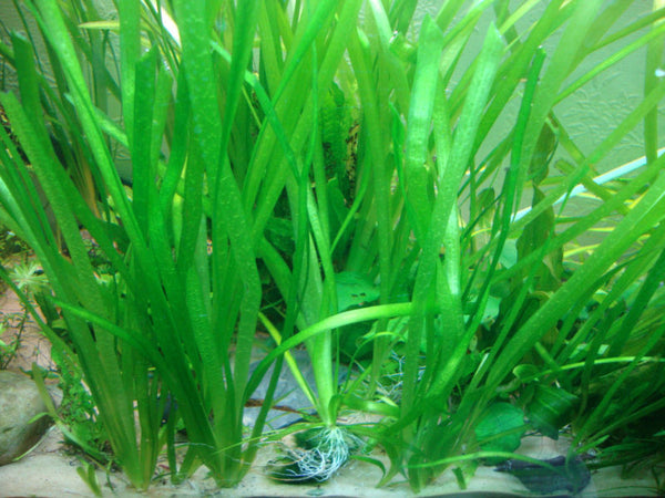 Jungle Vallisneria Deep Water Oxygenator