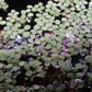 12 Water Spangles (Salvinia Minima), Live Aquarium/Aquatic/Floating/Pond/Freshwater Plant by G&Z