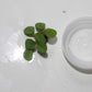 12 Water Spangles (Salvinia Minima), Live Aquarium/Aquatic/Floating/Pond/Freshwater Plant by G&Z