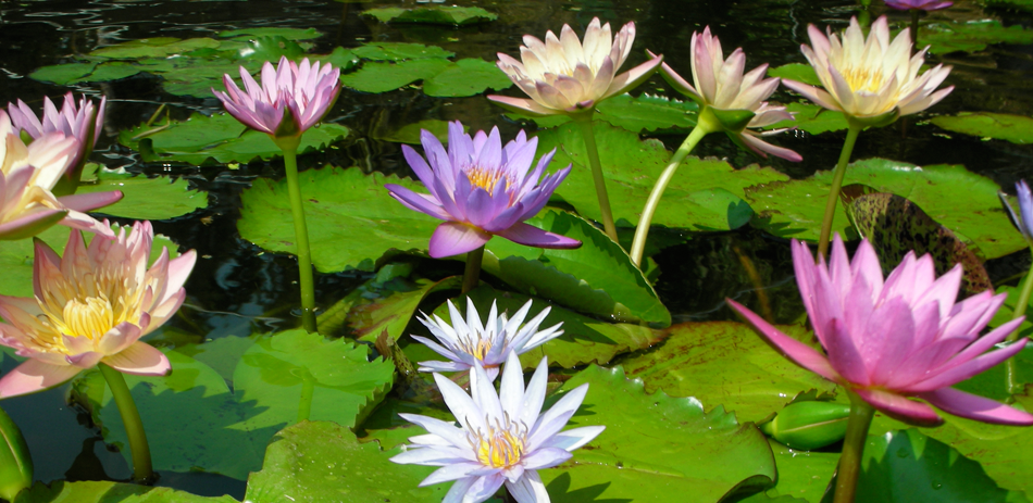 Water Lillies