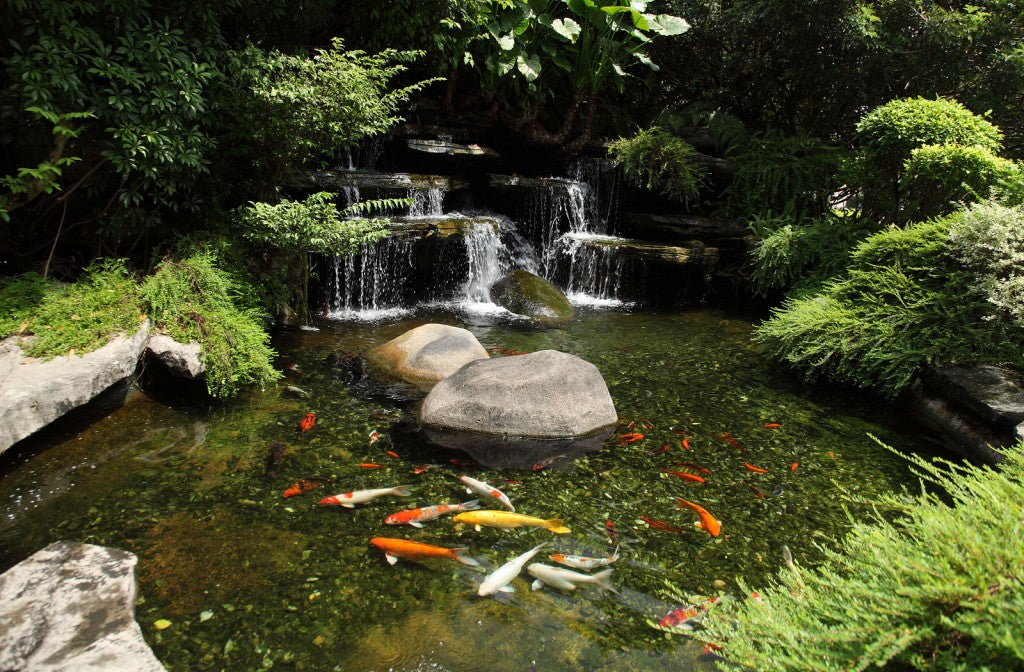 Koi Pond